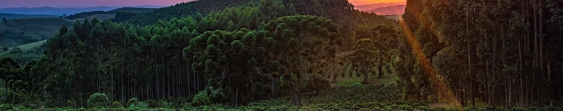 Carbon Benefits