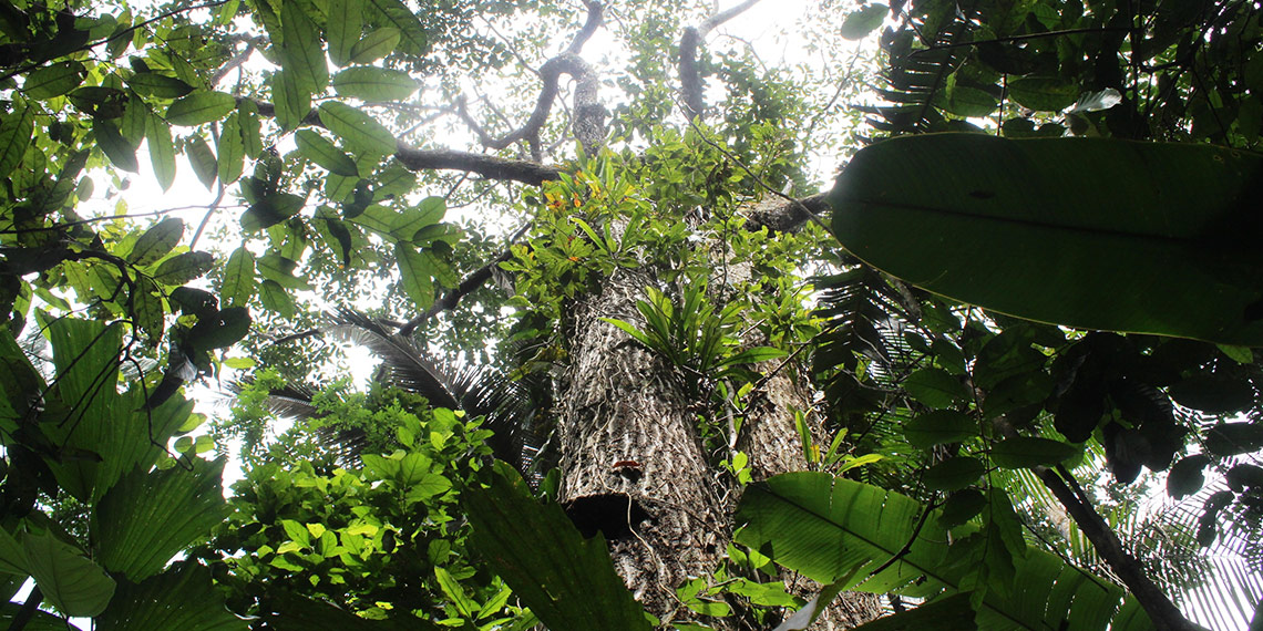 Tropical forest ecoregion